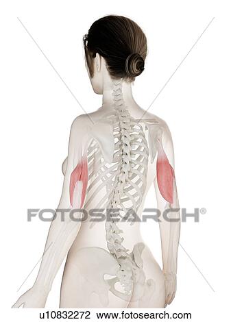 Triceps muscle, illustration View Large Photo Image Stock Image - Triceps muscle, illustration. Fotosearch