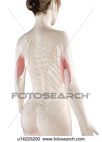 Stock Image - Triceps muscle, illustration. Fotosearch