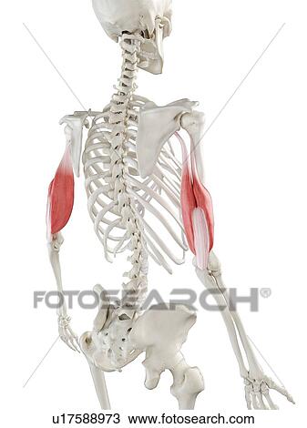 Triceps muscle, illustration View Large Photo Image Stock Image - Triceps muscle, illustration. Fotosearch