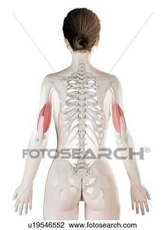 Triceps muscle, illustration View Large Photo Image Stock Image - Triceps muscle, illustration. Fotosearch