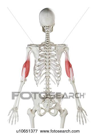 Triceps muscle, illustration View Large Photo Image Stock Photo - Triceps muscle, illustration. Fotosearch