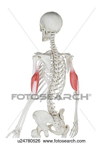 Triceps muscle, illustration View Large Photo Image Stock Photograph - Triceps muscle, illustration. Fotosearch