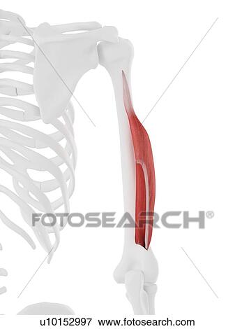 Triceps short head muscle, computer illustration. View Large Photo Image Stock Photo - Triceps short head muscle, computer illustration.. Fotosearch