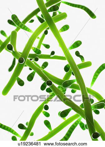 Stock Image - Trichophyton fungus, computer illustration.. Fotosearch