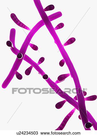 Stock Image - Trichophyton fungus, computer illustration.. Fotosearch