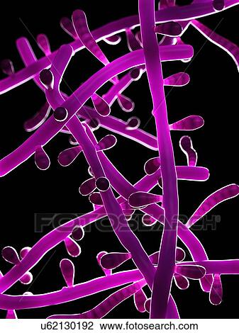 Stock Image - Trichophyton fungus, computer illustration.. Fotosearch