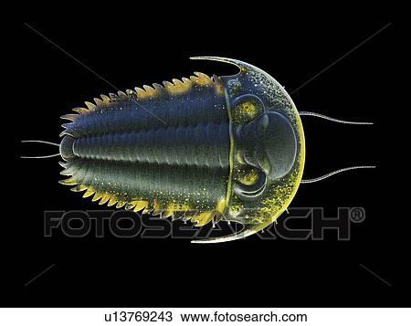 Stock Image - Trilobite, computer illustration.. Fotosearch