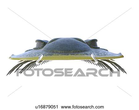 Stock Image - Trilobite, computer illustration.. Fotosearch
