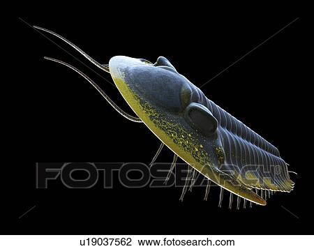 Stock Image - Trilobite, computer illustration.. Fotosearch