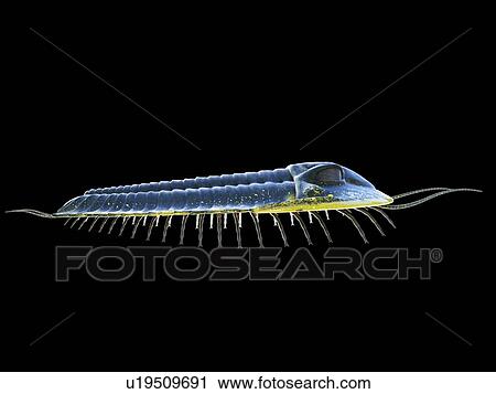 Stock Image - Trilobite, computer illustration.. Fotosearch