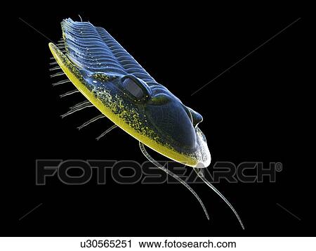 Stock Image - Trilobite, computer illustration.. Fotosearch