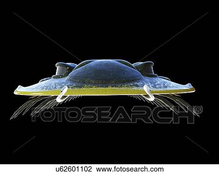 Stock Image - Trilobite, computer illustration.. Fotosearch