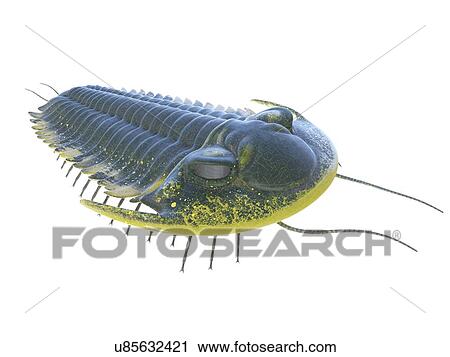 Stock Image - Trilobite, computer illustration.. Fotosearch