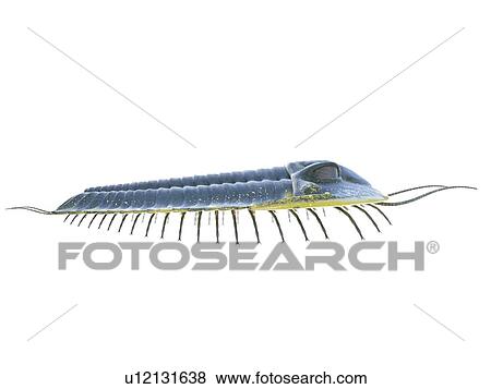 Stock Photo - Trilobite, computer illustration.. Fotosearch