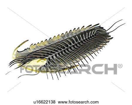 Stock Photo - Trilobite, computer illustration.. Fotosearch
