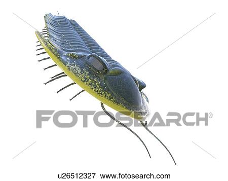 Stock Photo - Trilobite, computer illustration.. Fotosearch