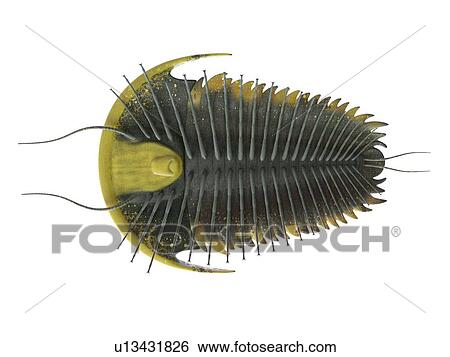 Stock Photograph - Trilobite, computer illustration.. Fotosearch