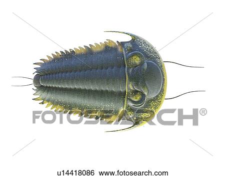 Stock Photograph - Trilobite, computer illustration.. Fotosearch