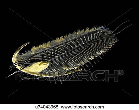 Stock Photography - Trilobite, computer illustration.. Fotosearch