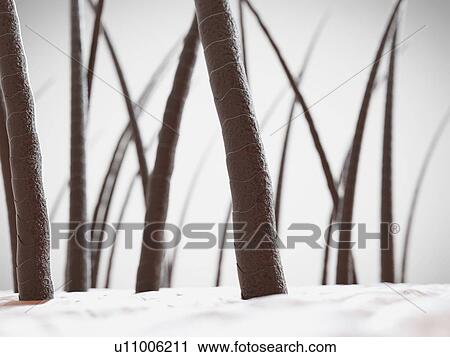 Stock Image - Unhealthy human hair, computer illustration.. Fotosearch