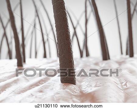 Stock Image - Unhealthy human hair, computer illustration.. Fotosearch
