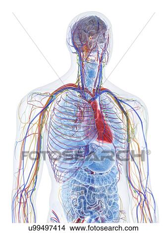 Picture - Upper body anatomy, computer illustration.. Fotosearch