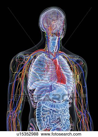 Stock Photo - Upper body anatomy, computer illustration.. Fotosearch
