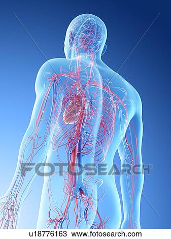 Stock Image - Upper body blood vessels, computer illustration.. Fotosearch