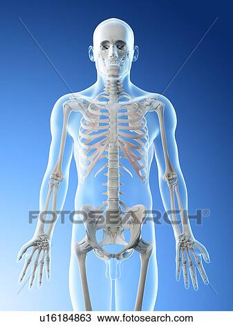 Upper body bones, computer illustration. View Large Photo Image Stock Image - Upper body bones, computer illustration.. Fotosearch