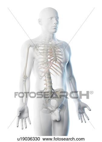Upper body bones, computer illustration. View Large Photo Image Stock Image - Upper body bones, computer illustration.. Fotosearch