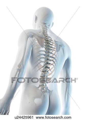 Stock Image - Upper body bones, computer illustration.. Fotosearch
