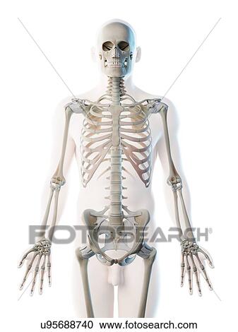 Upper body bones, computer illustration. View Large Photo Image Stock Image - Upper body bones, computer illustration.. Fotosearch