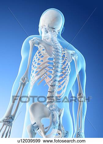 Stock Photo - Upper body bones, computer illustration.. Fotosearch