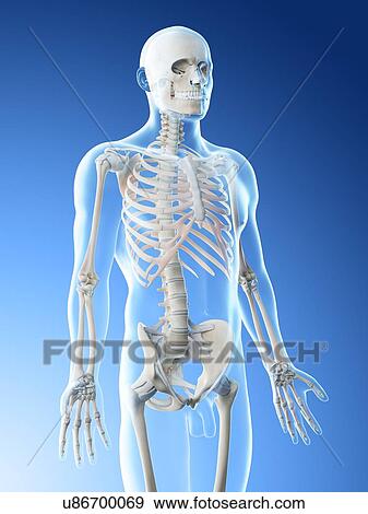 Stock Photo - Upper body bones, computer illustration.. Fotosearch