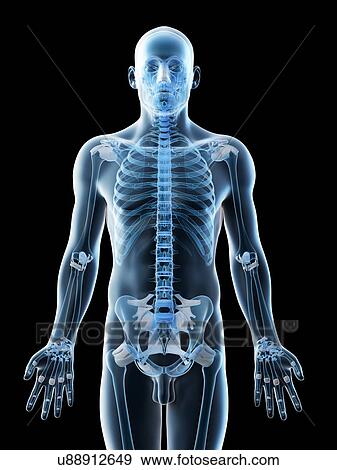 Stock Photo - Upper body bones, computer illustration.. Fotosearch