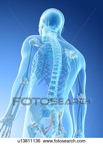 Stock Photograph - Upper body bones, computer illustration.. Fotosearch