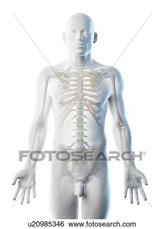 Stock Photograph - Upper body bones, computer illustration.. Fotosearch