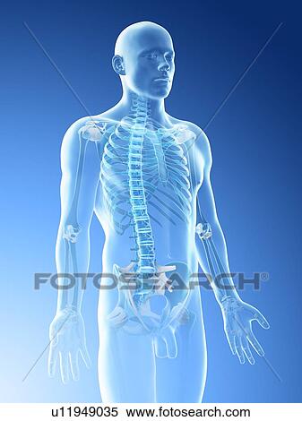 Upper body bones, computer illustration. View Large Photo Image Stock Photography - Upper body bones, computer illustration.. Fotosearch