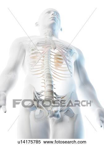 Stock Photography - Upper body bones, computer illustration.. Fotosearch