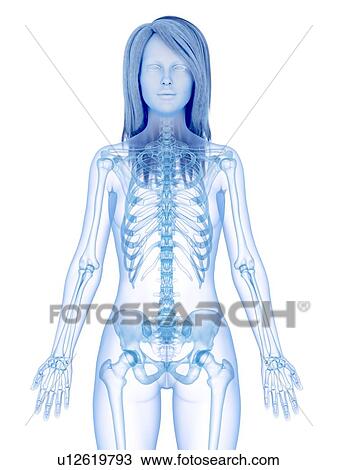 Stock Image - Upper body bones, illustration. Fotosearch