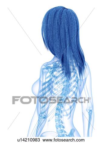 Stock Image - Upper body bones, illustration. Fotosearch