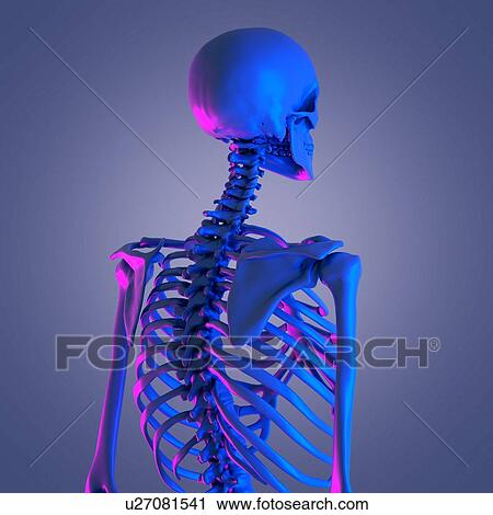 Stock Image - Upper body bones, illustration. Fotosearch