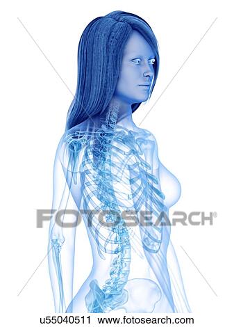 Upper body bones, illustration View Large Photo Image Stock Image - Upper body bones, illustration. Fotosearch