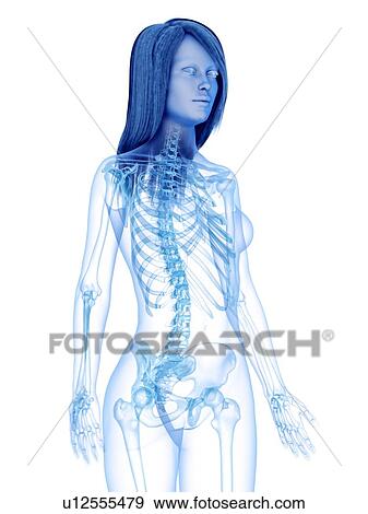 Upper body bones, illustration View Large Photo Image Stock Photo - Upper body bones, illustration. Fotosearch