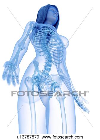 Upper body bones, illustration View Large Photo Image Stock Photo - Upper body bones, illustration. Fotosearch