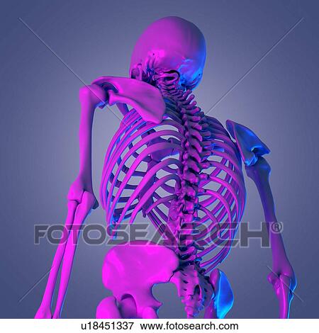 Upper body bones, illustration View Large Photo Image Stock Photo - Upper body bones, illustration. Fotosearch