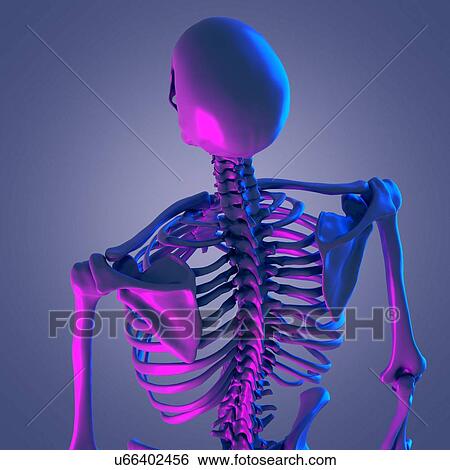 Upper body bones, illustration View Large Photo Image Stock Photograph - Upper body bones, illustration. Fotosearch