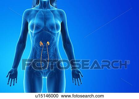 Ureter, computer illustration. View Large Photo Image Stock Image - Ureter, computer illustration.. Fotosearch