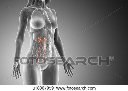 Stock Photo - Ureter, computer illustration.. Fotosearch