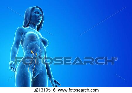 Ureter, computer illustration. View Large Photo Image Stock Photograph - Ureter, computer illustration.. Fotosearch